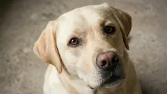 Razze di cani docili: 7 scelte ideali per la famiglia e per chi è al primo cane