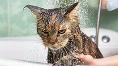 Cosa prova un gatto durante il bagno e come ridurre il suo livello di stress?