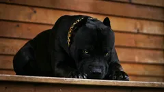 I nomi delle sei razze di cani più coraggiose che diventano compagni fedeli