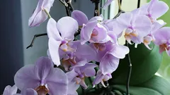 Rendi la tua orchidea rigogliosa e sana: 5 consigli per la cura delle orchidee per principianti.