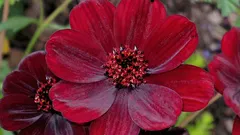 Una pianta dal profumo di cioccolato che pochi conoscono.