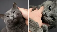 Perché il gatto prima è buono e socievole e poi, all’improvviso, morde: curiosità su questo comportamento